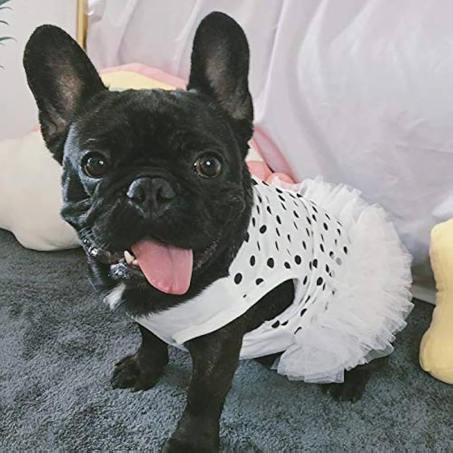 Amazon | 【24HOURS】フレンチブルドッグ フレブル 女の子